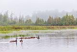 Geese & Goslings On The Swale_P1140266